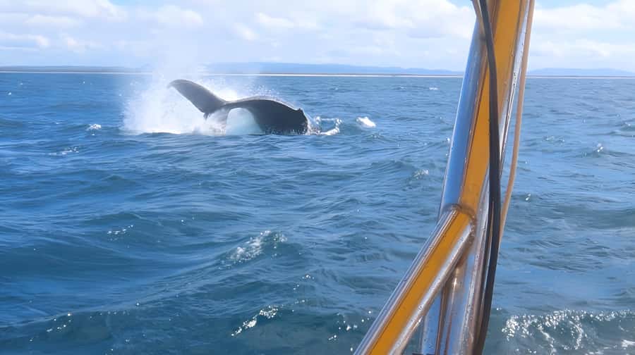 Noosa: Noosa Whale Watching Tour - Responsible boating: why the captain’s approach matters