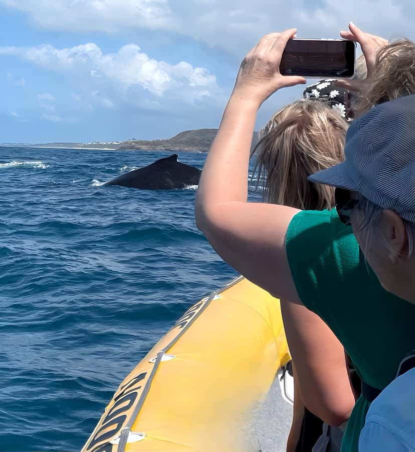 Noosa: Noosa Whale Watching Tour - Price and what you really get for $70