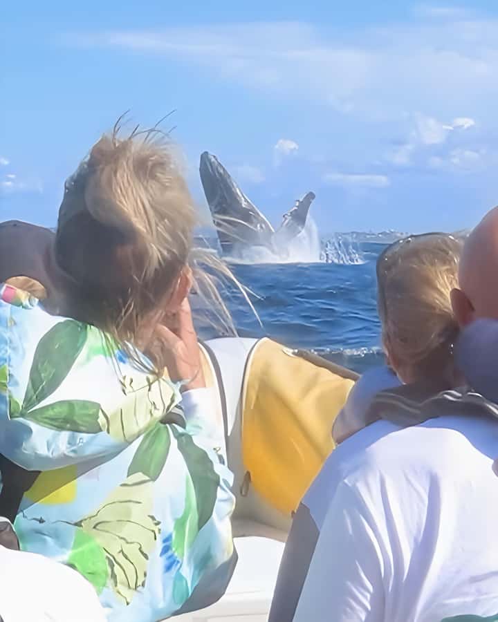 Noosa: Noosa Whale Watching Tour - Timing, uncertainty, and why sightings are never guaranteed