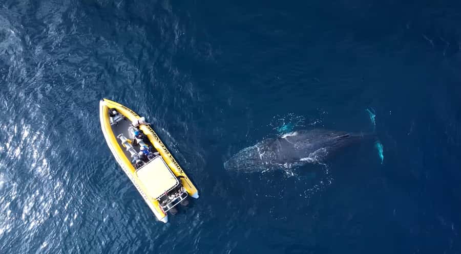 Noosa: Noosa Whale Watching Tour - Getting the most out of your Noosa whale watching day