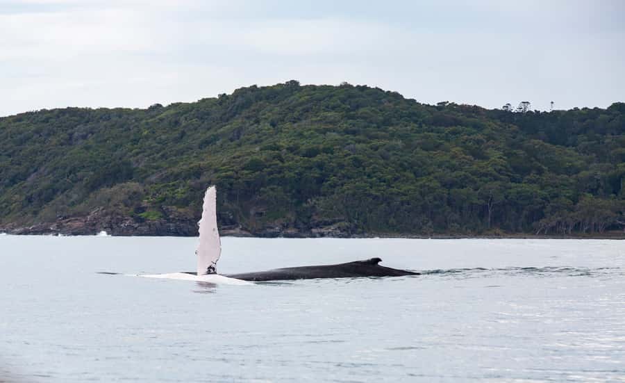 Noosa: Noosa Whale Watching Tour - First stop: Noosa River for views you cannot get from shore