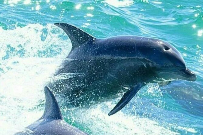 Noosa Ocean adventure & Dolphin Safari. - Time and value: 90 minutes for $63 per person