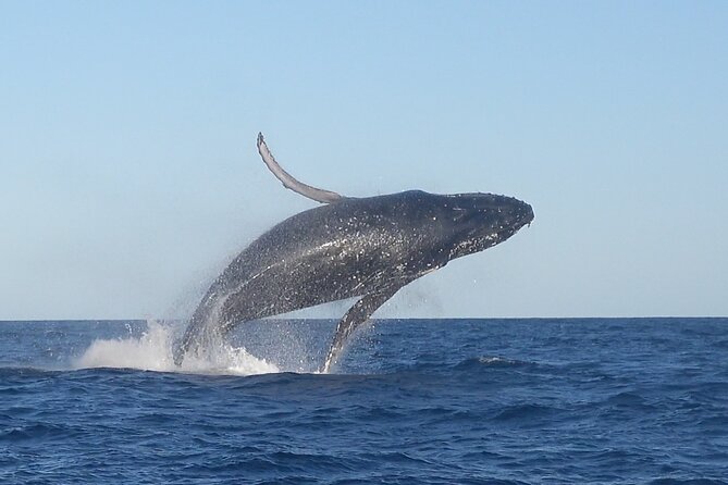 Noosa Whale Watching Cruise – Humpback Whale Adventure - Key takeaways before you go