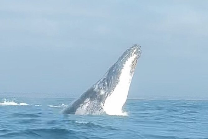 Noosa Whale Watching Cruise – Humpback Whale Adventure - Winter humpbacks off Noosa Heads: the big reason to pick this cruise