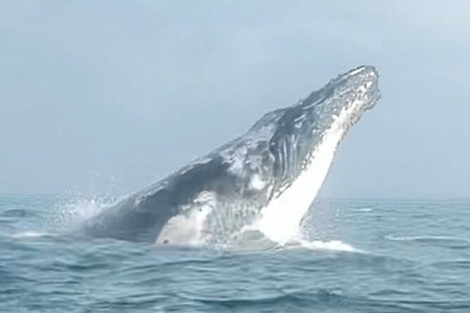 Noosa Whale Watching Cruise – Humpback Whale Adventure - Why the small-group limit changes everything (and what that means for you)