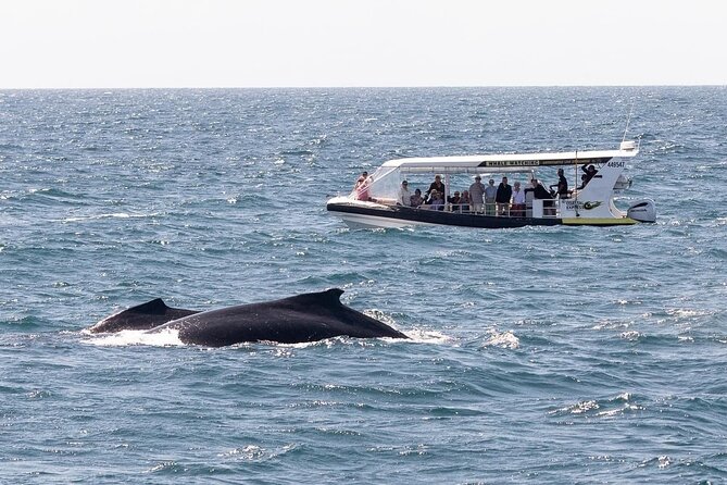 Noosa Whale Watching Cruise – Humpback Whale Adventure - Included gear that actually helps you watch (binoculars, goggles, and rain protection)