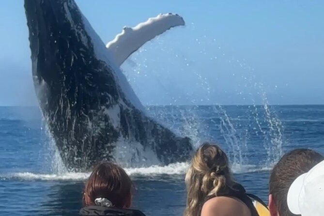 Noosa Whale Watching Cruise – Humpback Whale Adventure - Noosa Marina start, then a river cruise that sets the scene
