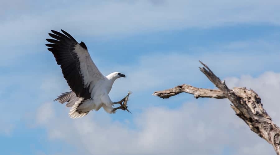 Northern Territory: Corroboree Billabong Nature Cruises - Should you book Corroboree Billabong Nature Cruises?