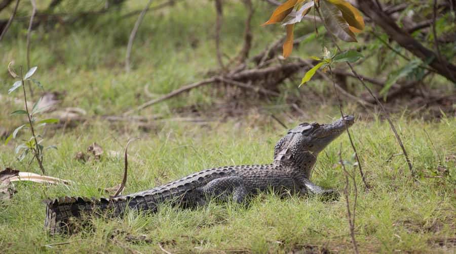 Northern Territory: Corroboree Billabong Nature Cruises - Flora and fauna education, why it makes the cruise more than a sightseeing ride