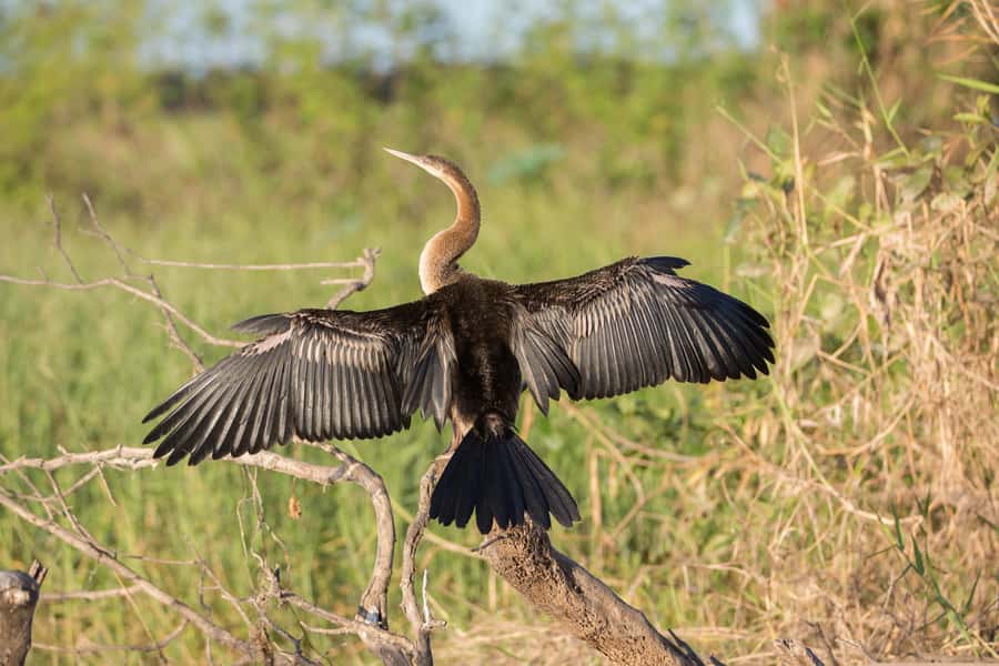 Northern Territory: Corroboree Billabong Nature Cruises - Getting there from Darwin: shuttle option and timing reality