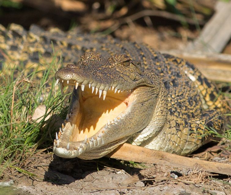 Northern Territory: Corroboree Billabong Nature Cruises - Price and value: is $53 per person a fair deal?
