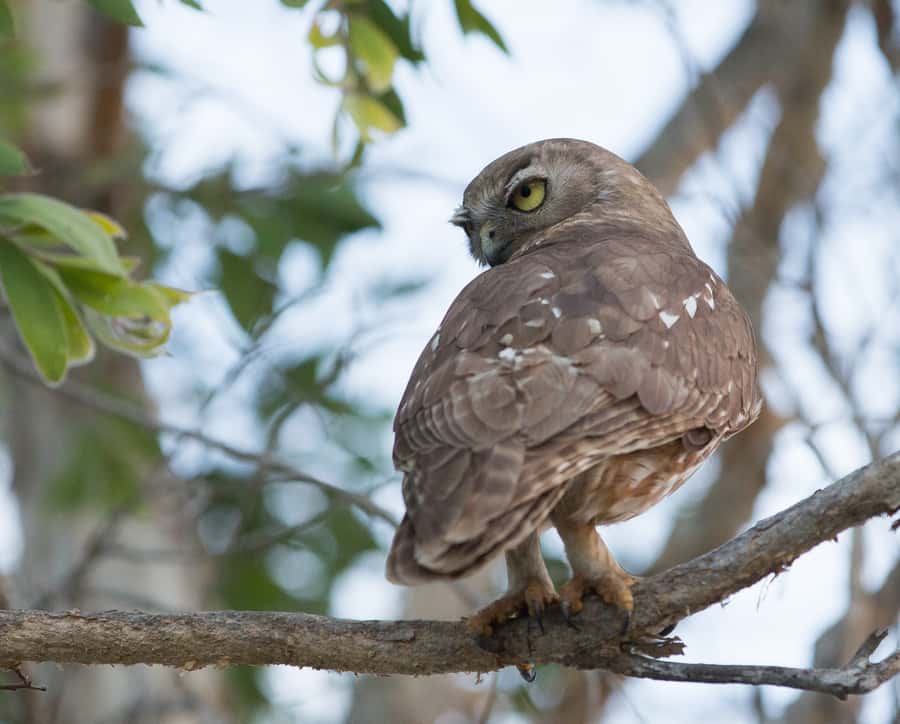 Northern Territory: Corroboree Billabong Nature Cruises - Who should book this cruise, and who might want to choose differently