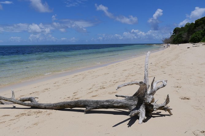 Ocean Free 25 guest Great Barrier Reef & visit Green Island Tour - Optional scuba sessions: when it is worth the extra cost and when to pause