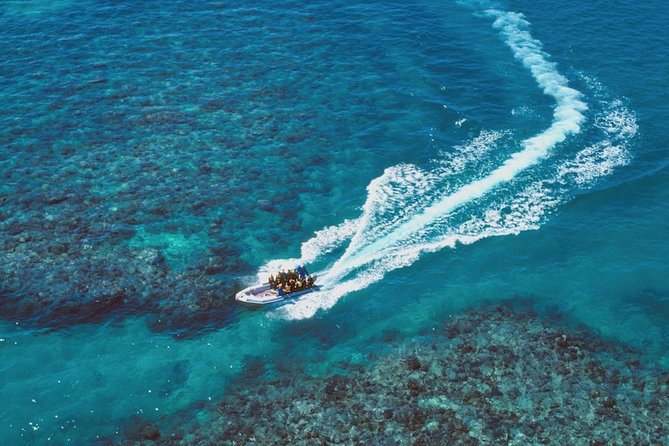 Ocean Freedom Great Barrier Reef Luxury Snorkel and Dive Cruise - The glass-bottom coral viewing, plus reef lessons that make snorkeling easier