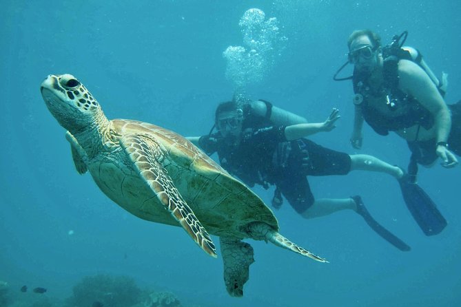 Ocean Freedom Great Barrier Reef Luxury Snorkel and Dive Cruise - What you eat and drink on board, and why it matters on a long reef day