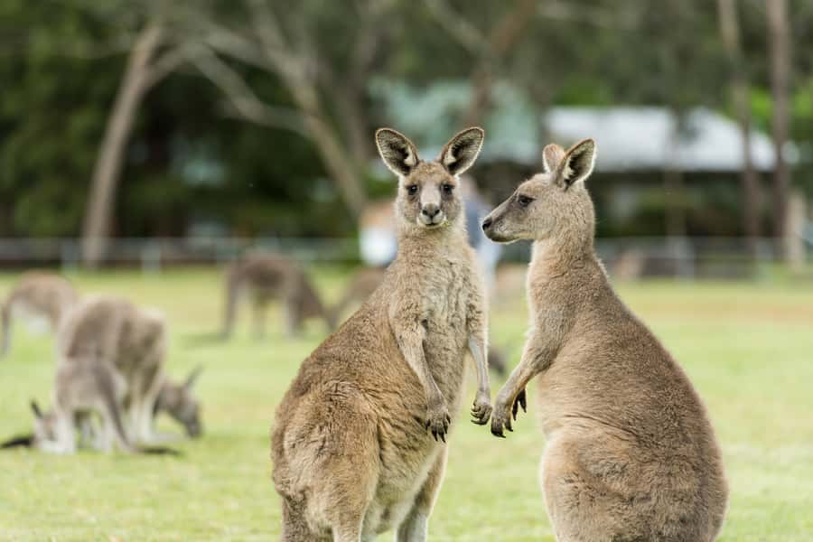Oceans to Mountains Explorer: 3-Day Great Ocean Road Tour - Pace, Group Size, and the 24-Seater Comfort Factor