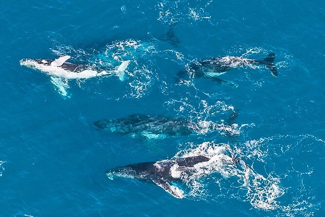 Outer Reef Odyssey - 40 minute Reef Scenic Flight - Optional extras: personalized in-flight video and Zoomy merchandise