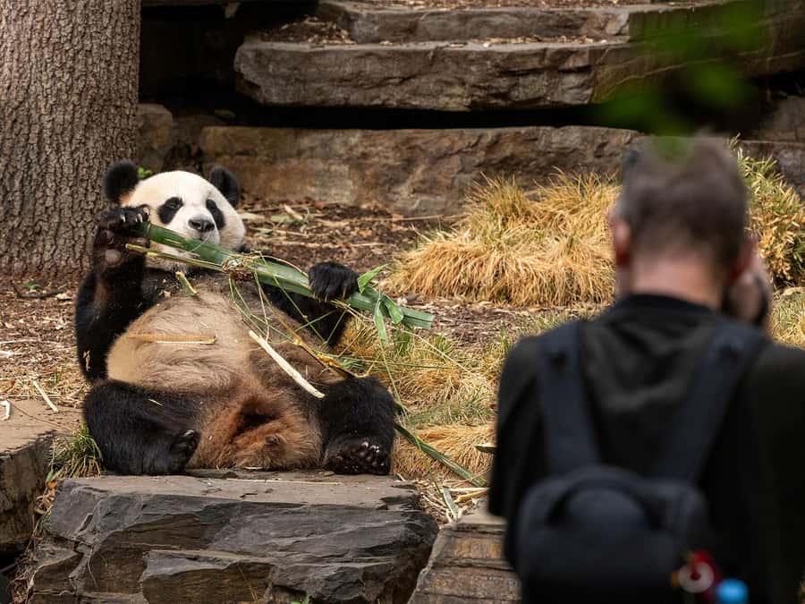 Panda & Friends Tour and a Day at Adelaide Zoo - Key highlights worth waking up for