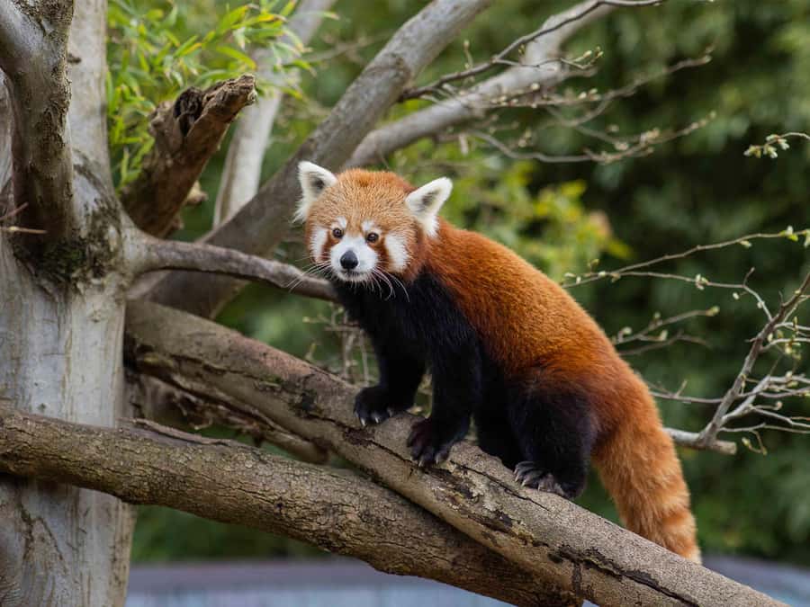 Panda & Friends Tour and a Day at Adelaide Zoo - Why early access at Adelaide Zoo feels like a different experience
