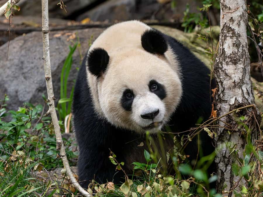 Panda & Friends Tour and a Day at Adelaide Zoo - Private viewing of Giant Pandas Yi Lan and Xing Qiu