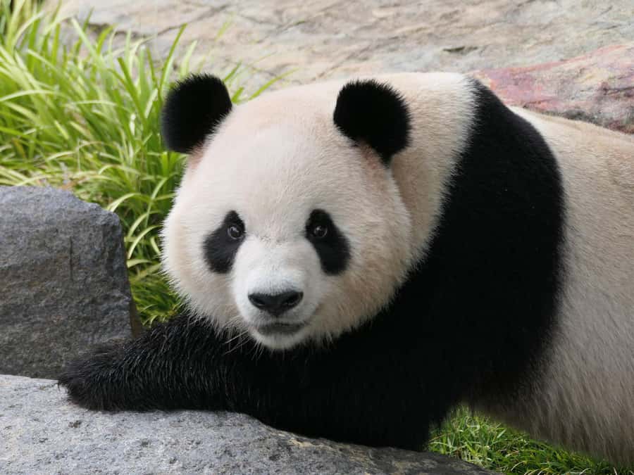 Panda & Friends Tour and a Day at Adelaide Zoo - Group size and timing, what 150 minutes feels like
