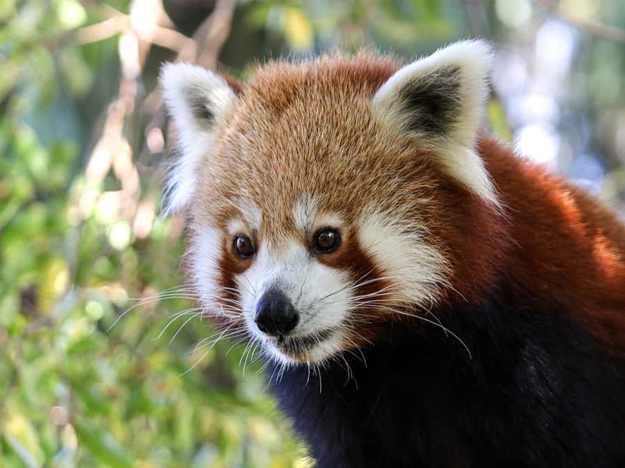 Panda & Friends Tour and a Day at Adelaide Zoo - Should you book Panda & Friends for your Adelaide Zoo morning?
