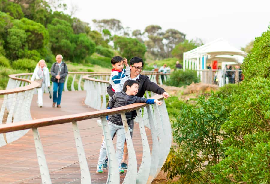 Penguin Parade: General Viewing Ticket - Key highlights that make the General Viewing ticket worth it