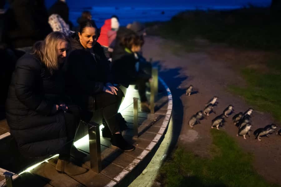 Penguin Parade: General Viewing Ticket - Summerlands Beach grandstands: where to sit for the best General Viewing view