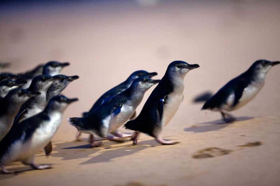 Penguin Parade: General Viewing Ticket - Onsite café comfort: you will be grateful for warm drinks