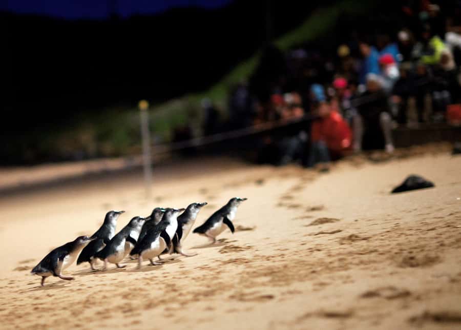 Penguin Parade: General Viewing Ticket - Visitor Centre first: what you learn before the penguins appear