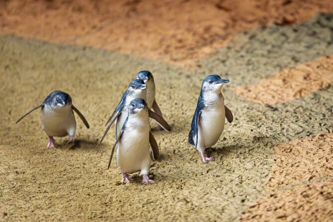 Penguin Parade, & Wildlife Encounters Eco Tour from Melbourne - Brighton Beach Bathing Boxes: a short stop with big photo payoff