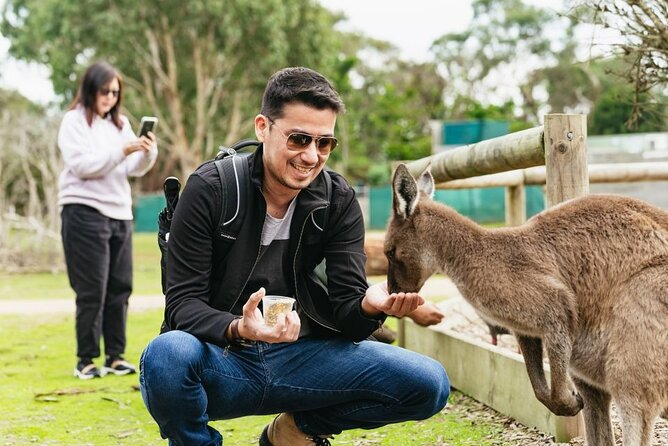 Penguin Parade, & Wildlife Encounters Eco Tour from Melbourne - Nobbies and Seal Rocks: fur seal views with a scenic, low-pressure stop