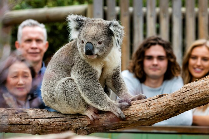 Penguin Parade, & Wildlife Encounters Eco Tour from Melbourne - What to pack for a 12-hour wildlife day