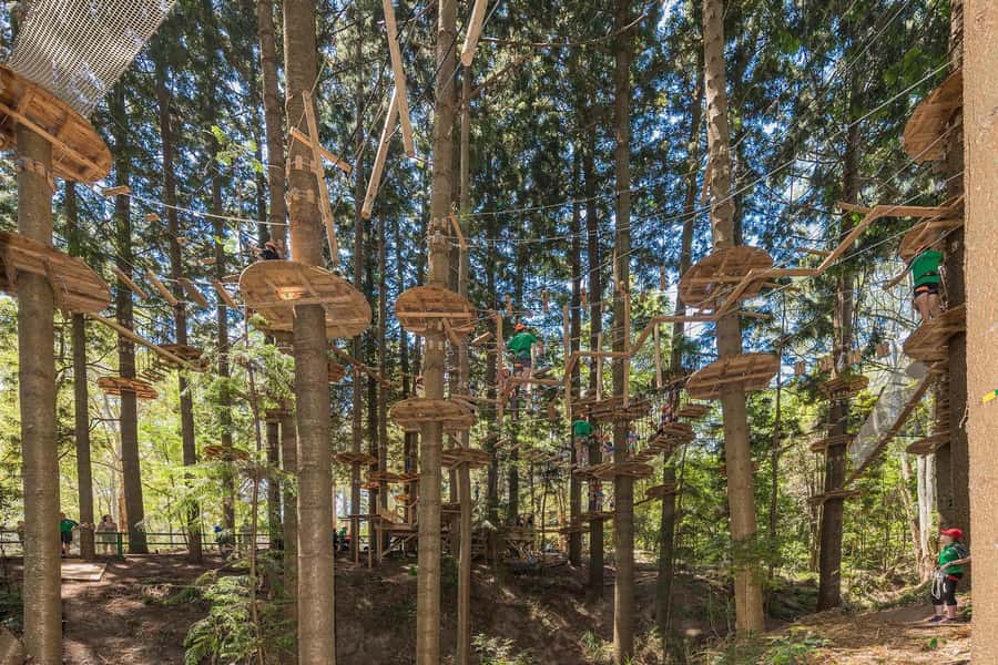Pennant Hills: Tree Ropes Course Session - Key things to know before you go
