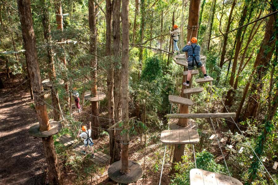 Pennant Hills: Tree Ropes Course Session - Pennant Hills Tree Ropes in Cumberland State Forest