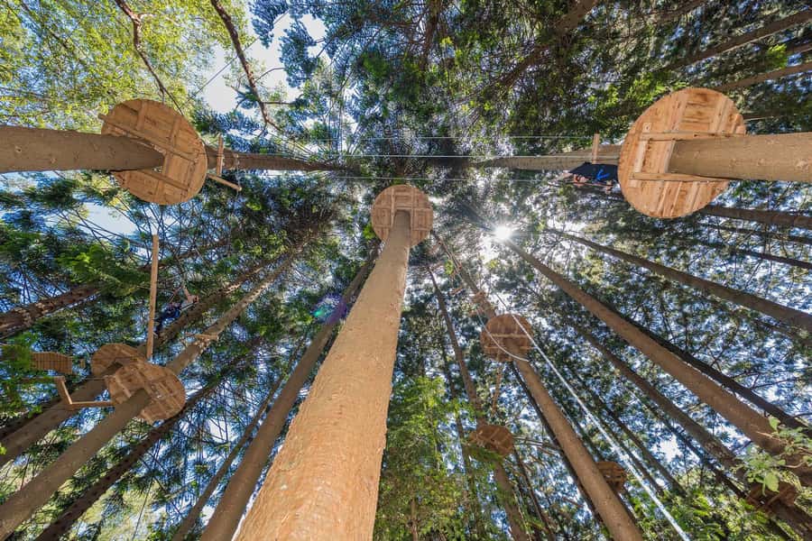 Pennant Hills: Tree Ropes Course Session - Is $48 good value for 150 minutes aloft?