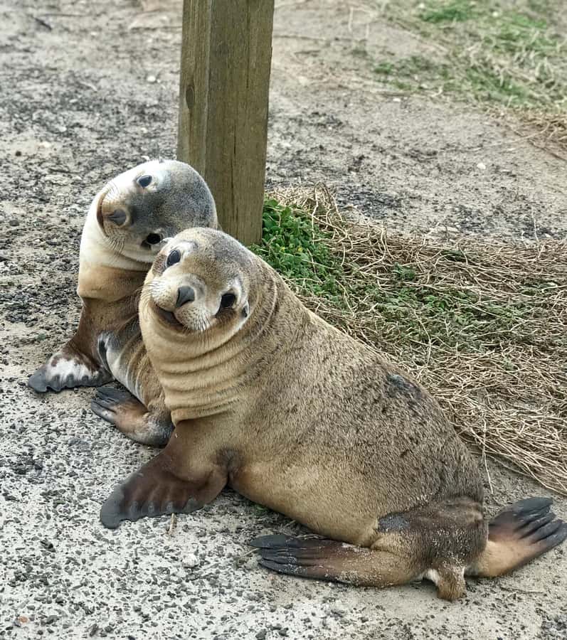 Penneshaw: Shore Excursion Kangaroo Island Scenic Tour - Flinders Chase Visitor Centre: the quick setup you’ll appreciate