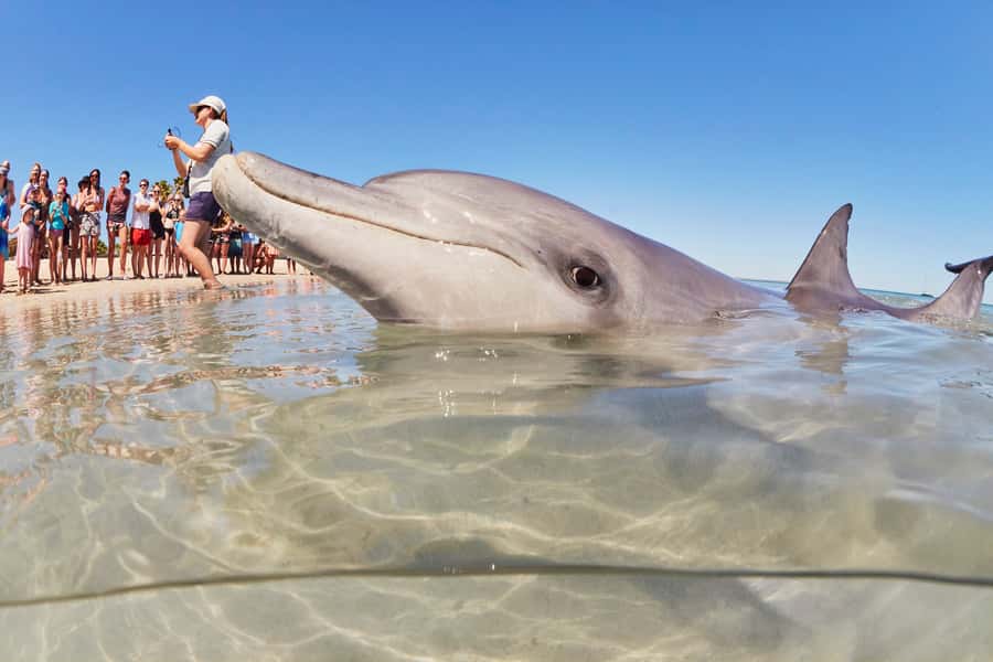 Perth: 7 Day Exmouth Explorer & Ningaloo Reef Return Perth - Shark Bay World Heritage: Shell Beach and Lake Thetis, plus Monkey Mia dolphins