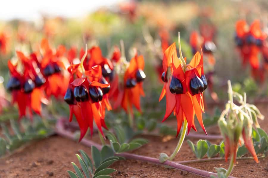 Perth: 7 Day Exmouth Explorer & Ningaloo Reef Return Perth - Exmouth and Cape Range National Park, where limestone meets the sea