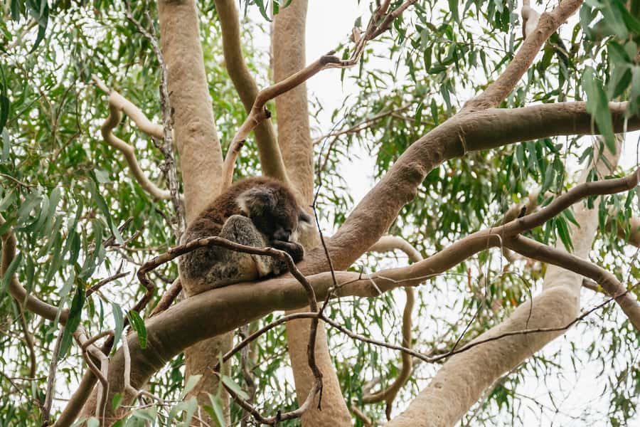 Perth: Pinnacles Desert Sunset & Stargazing with Dinner - Dinner in Cervantes: an Aussie tavern stop that keeps the day human