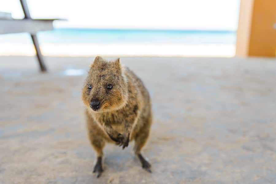 Perth: Rottnest Island Ferry, Bike, Coffee & Lobster Roll - 63 beaches and bays: how to choose your stops on a limited schedule