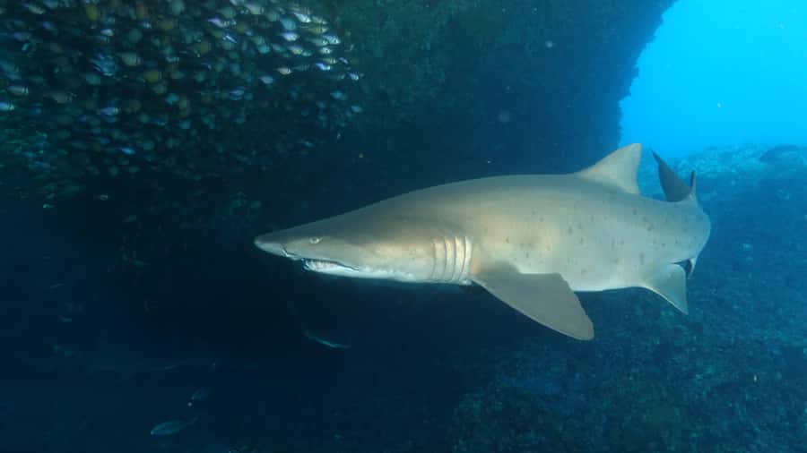 Perth: Rottnest Island Scuba Diving Day Trip-Certified Diver - Key things I’d zero in on