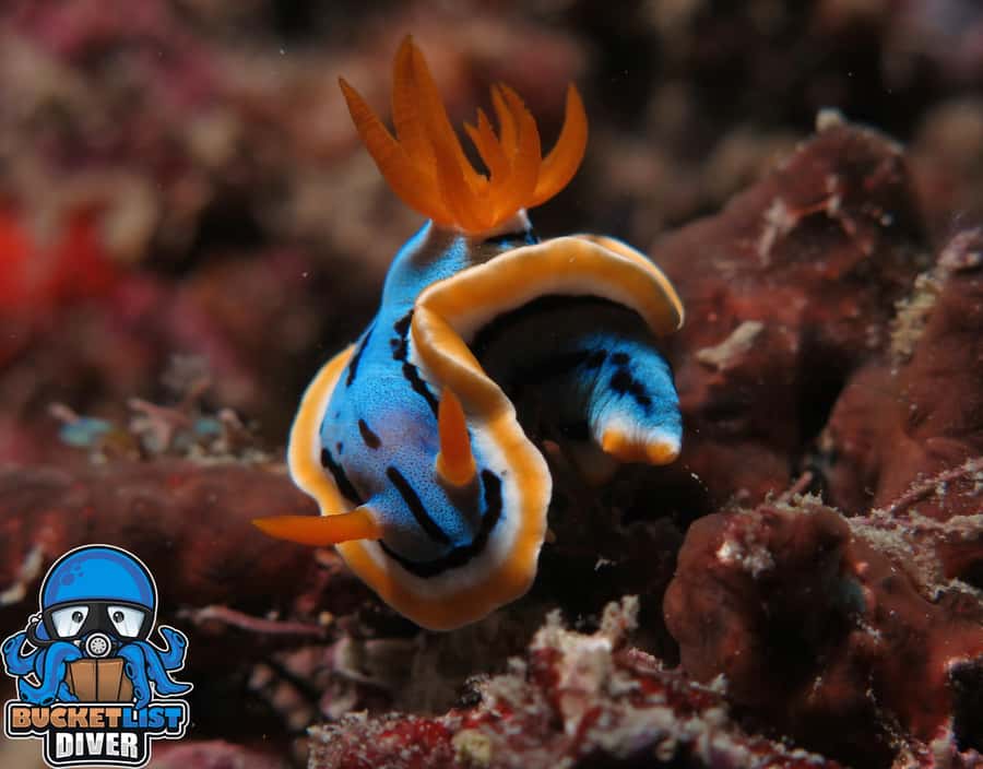 Perth: Rottnest Island Scuba Diving Day Trip-Certified Diver - Two underwater stops at different locations, chosen for you