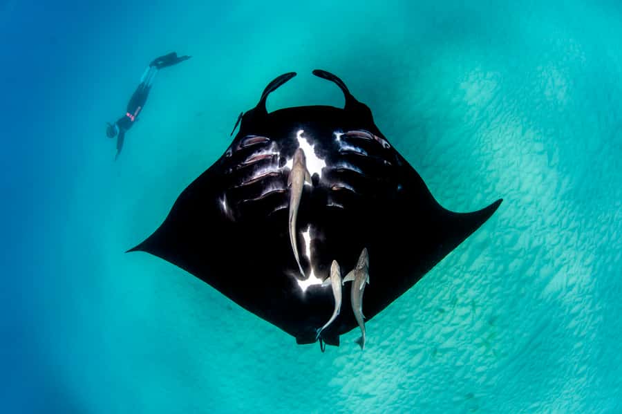 Perth to Exmouth: 6-Day Ningaloo Reef & Coral Coast Tour - Monkey Mia wild dolphins, plus the best kind of wildlife watching