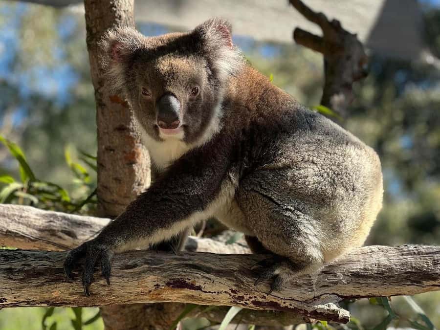 Perth: WA Wildlife Hospital and Native Fauna Encounter Tour - Key things I’d circle on your map