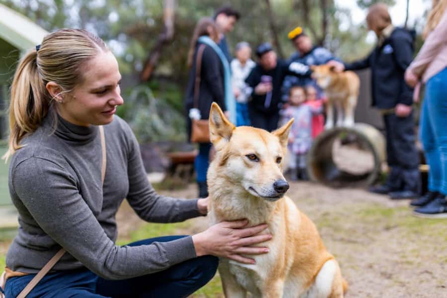 Perth: WA Wildlife Hospital and Native Fauna Encounter Tour - Meet resident wildlife outside: koalas, dingos, emus, and Vinnie the wombat