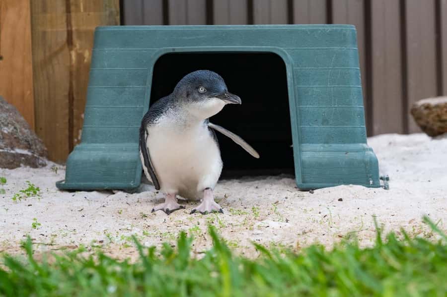 Perth: WA Wildlife Hospital and Native Fauna Encounter Tour - How this tour connects rehab medicine to conservation you can actually picture