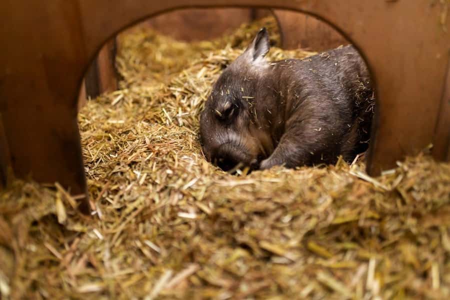 Perth: WA Wildlife Hospital and Native Fauna Encounter Tour - Who this WA Wildlife Hospital tour is best for
