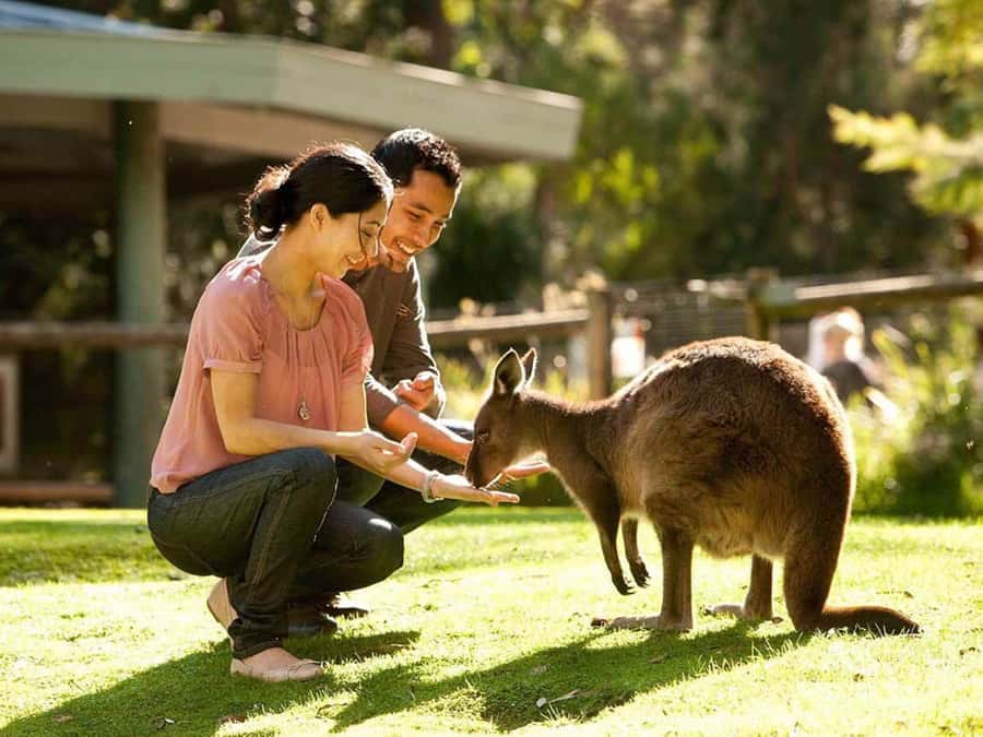 Perth Wildlife Park & City Highlights - Small Group Tours - Margaret River Chocolate Company Stop for a Sweet Reset