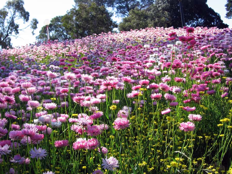 Perth Wildlife Park & City Highlights - Small Group Tours - What the Small-Group Format Changes (In a Good Way)